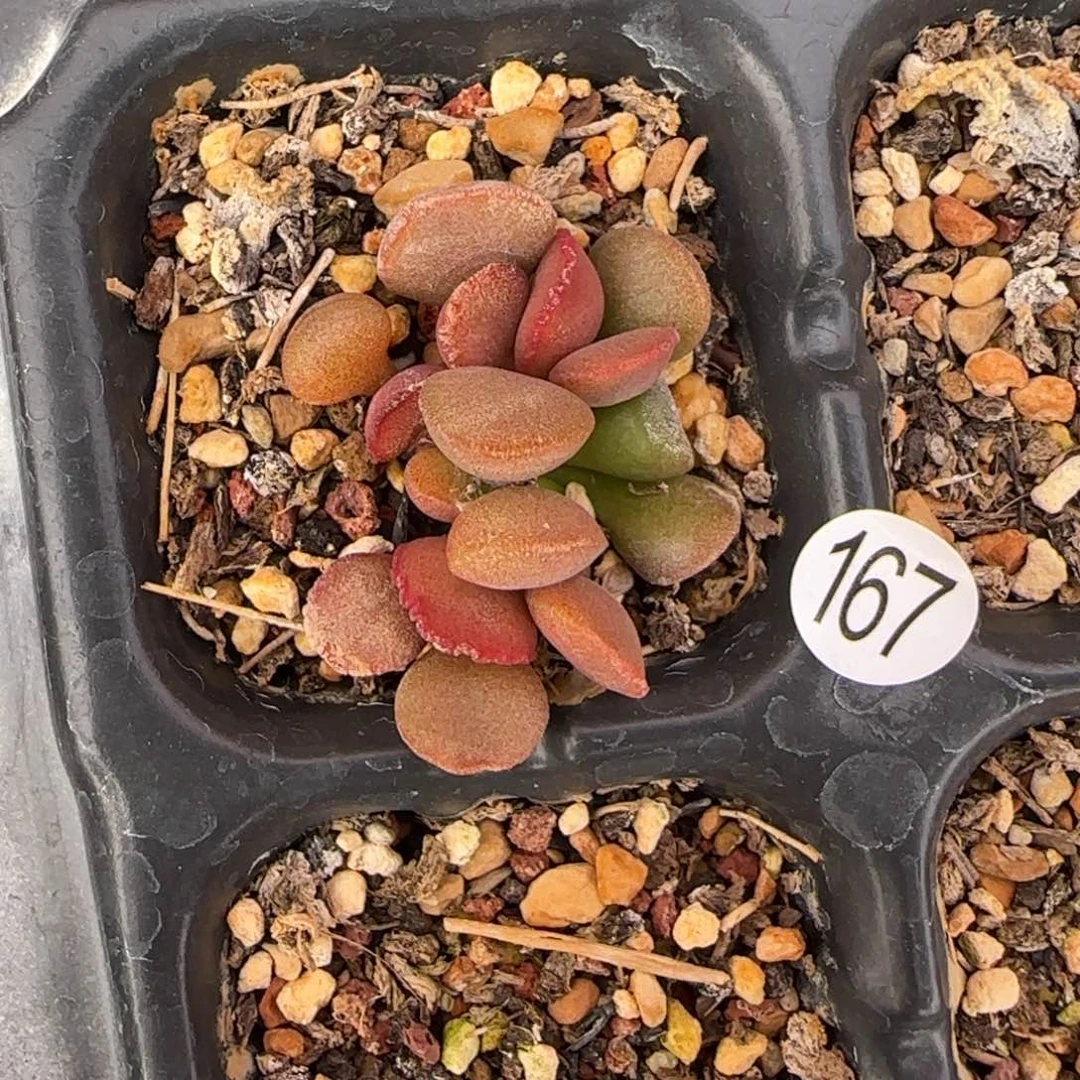 梦露水泡多肉植物水泡167