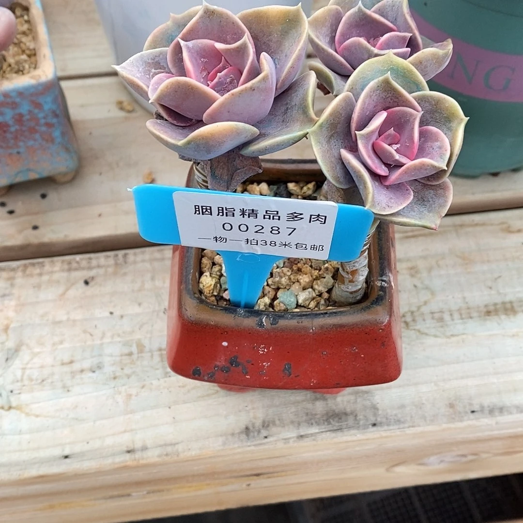 287咯哩咯OK包摸我的