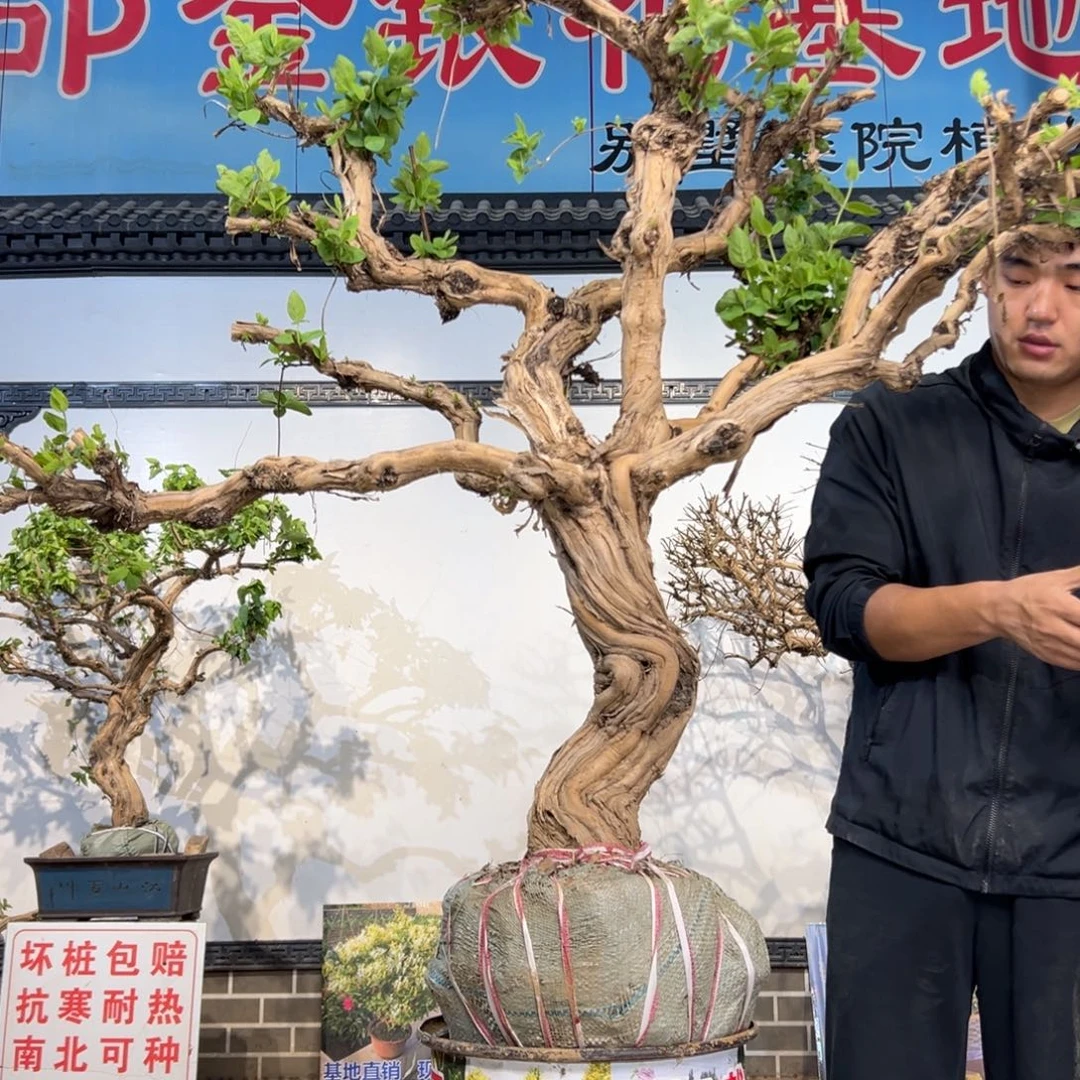 强***子无花朵金银花开花1541252545