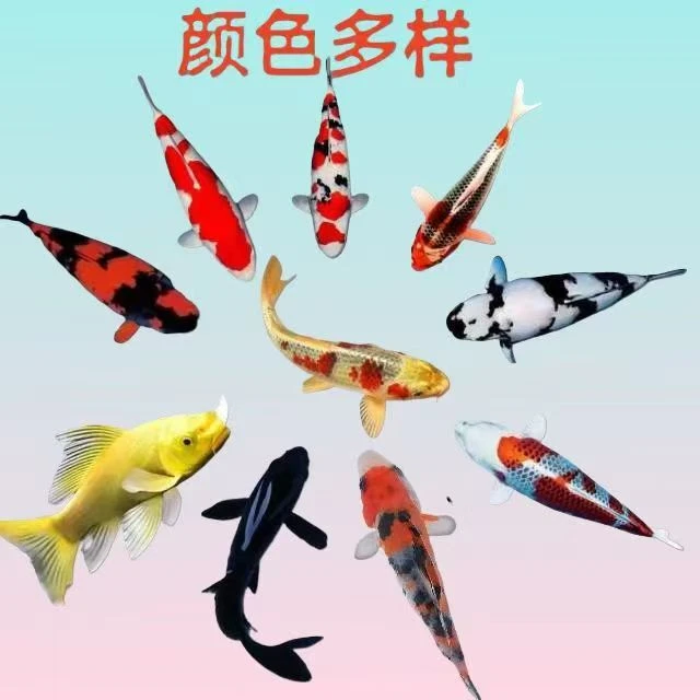 三号链接观赏鱼直播下单