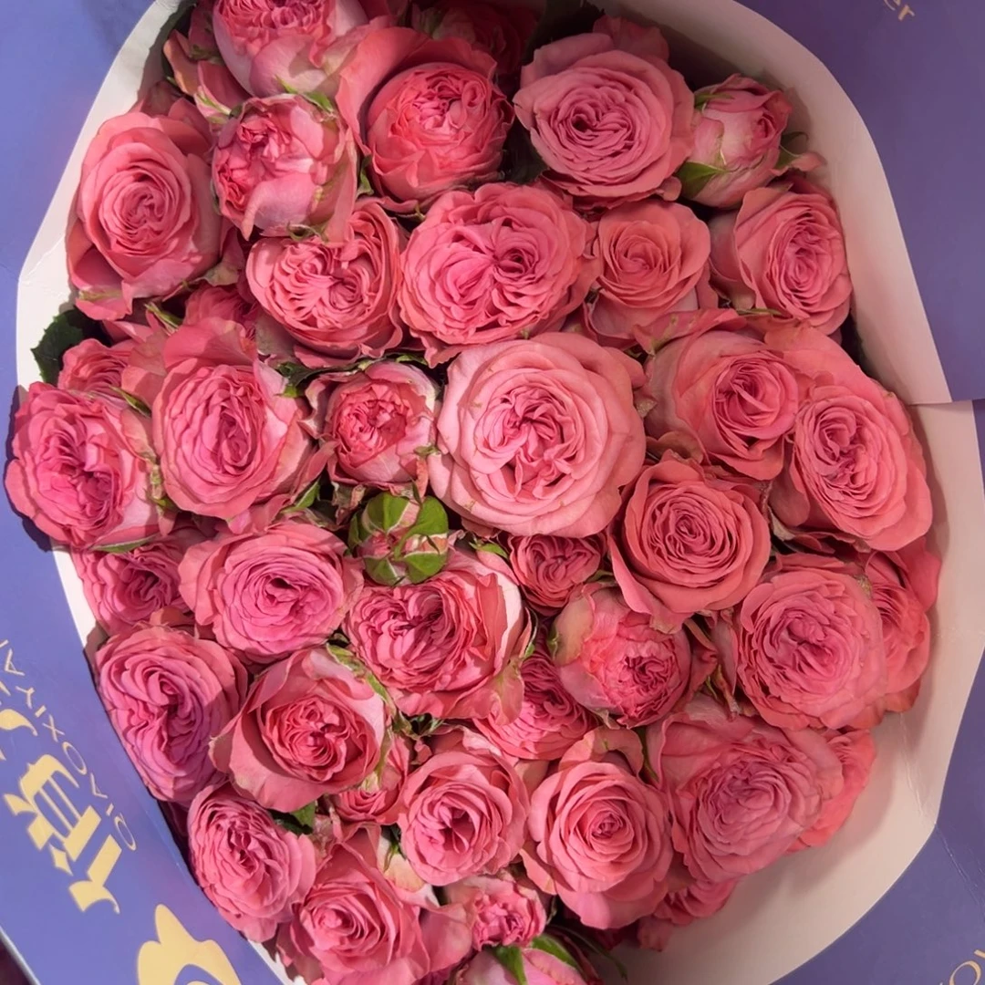 俏夕阳 杰西10支装 拍满三单包邮