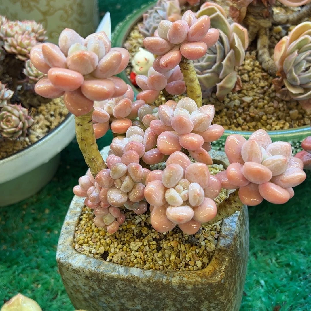 香水洛神，，，，，，，，，，，，，，