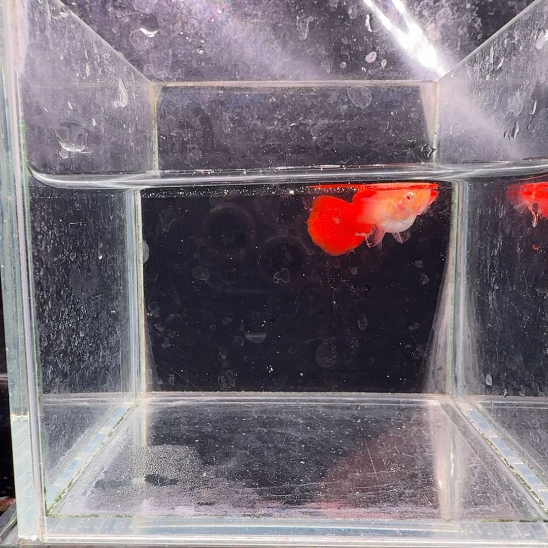 孔雀鱼大背血红1对