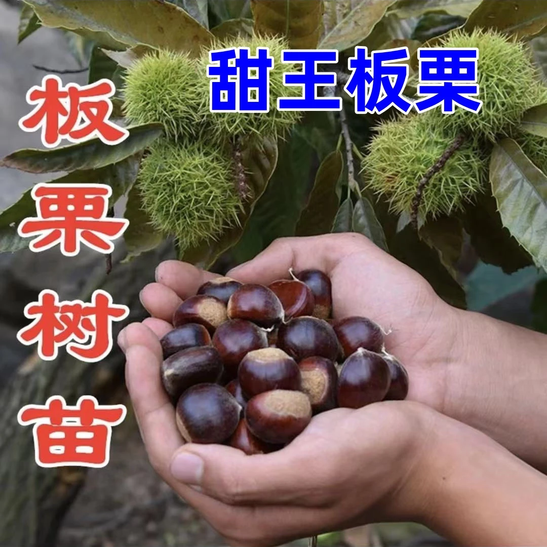 中秋王栗苗大红袍板栗苗早熟板栗苗现起苗现发货基地直发板栗树