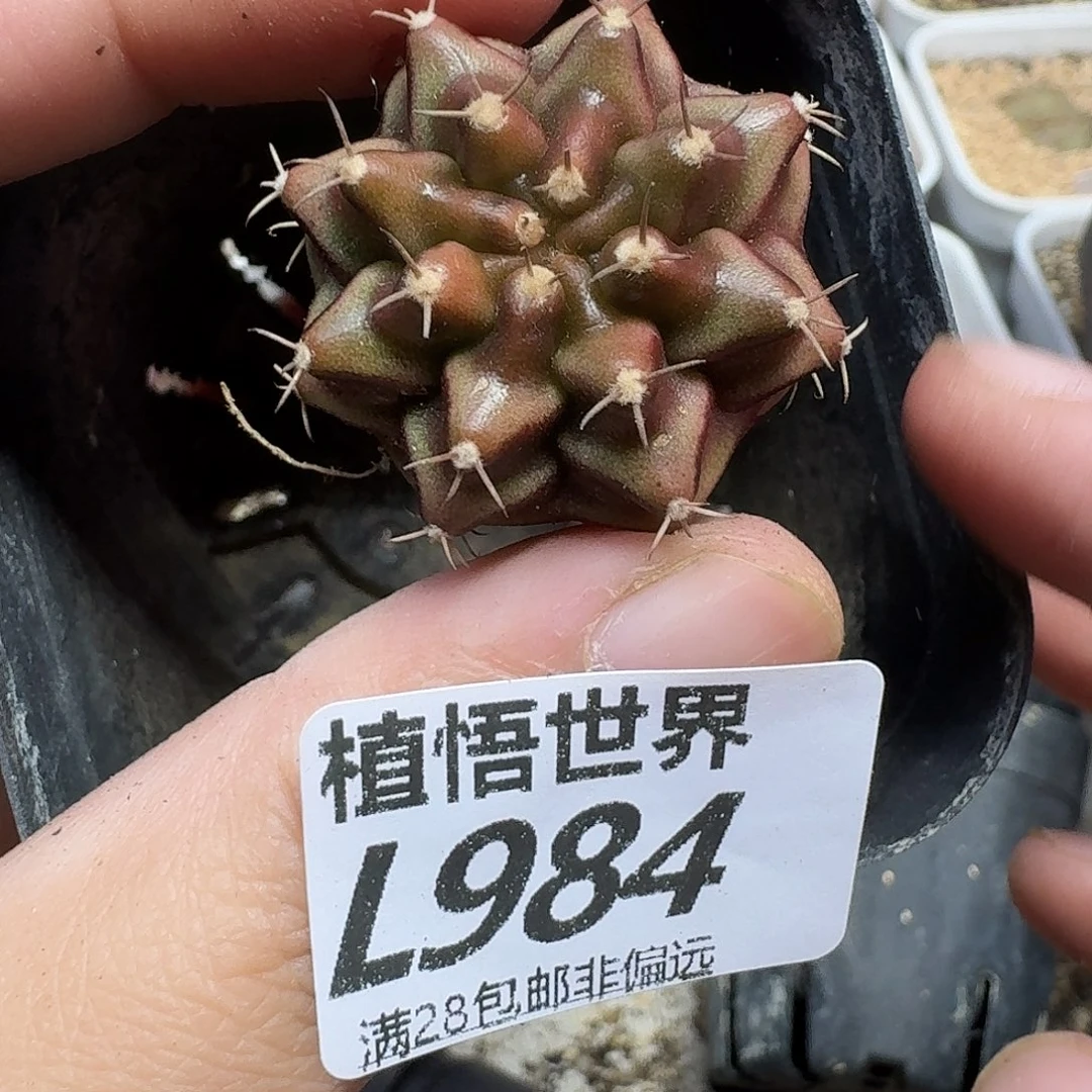 drzwdrs多肉植物的人生fg