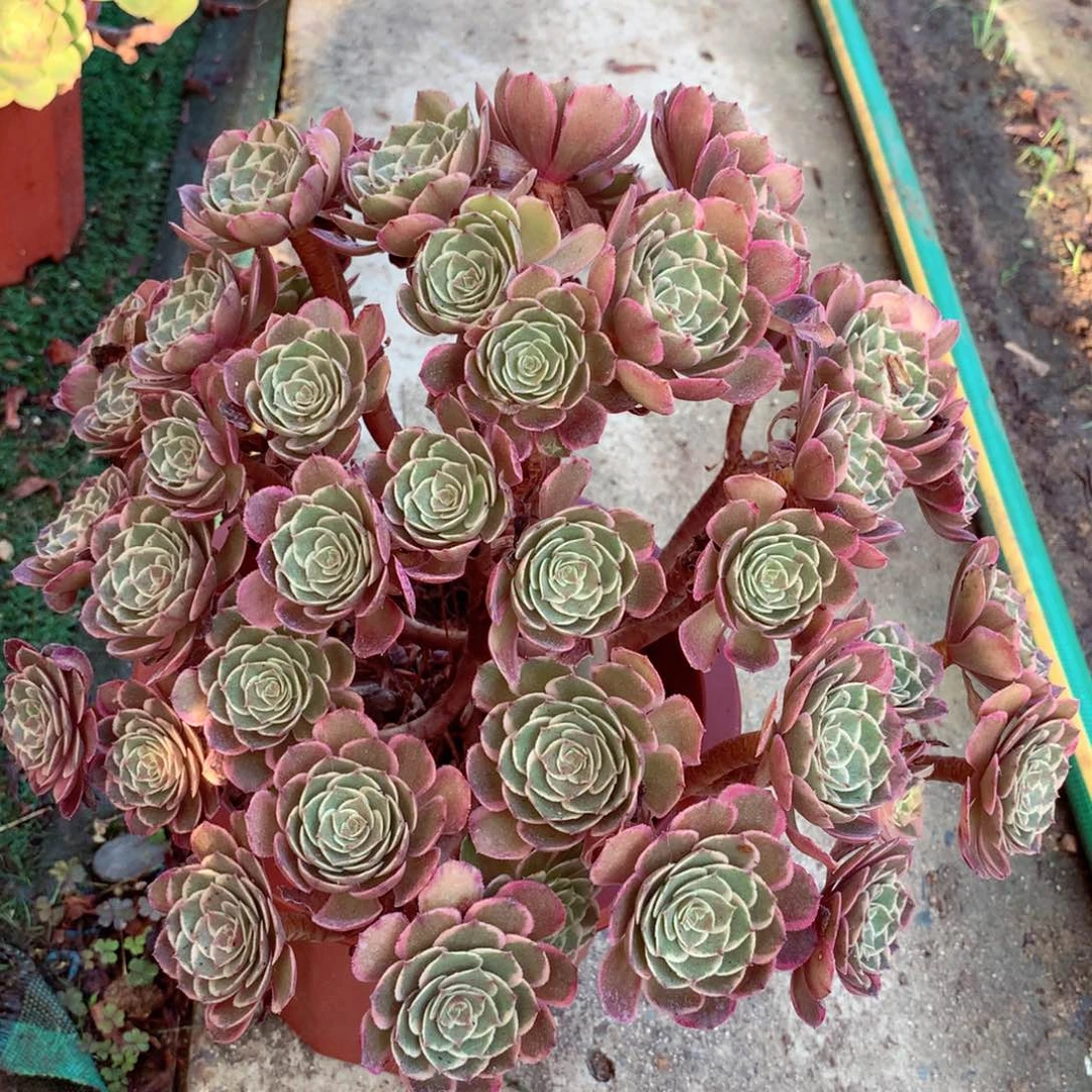摘心花妖，多肉植物