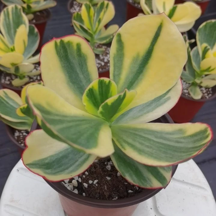 包菜家族的青梅白覆轮锦