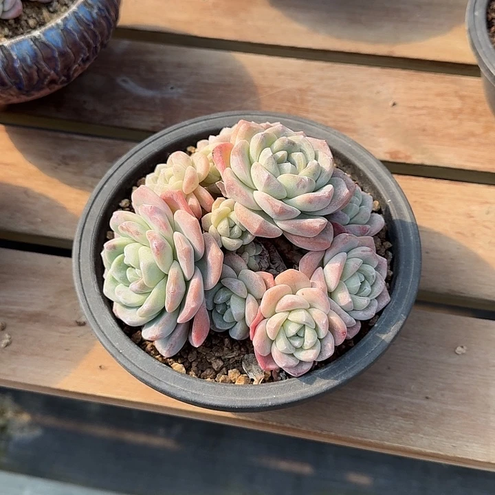 斌*冰玉多肉植物