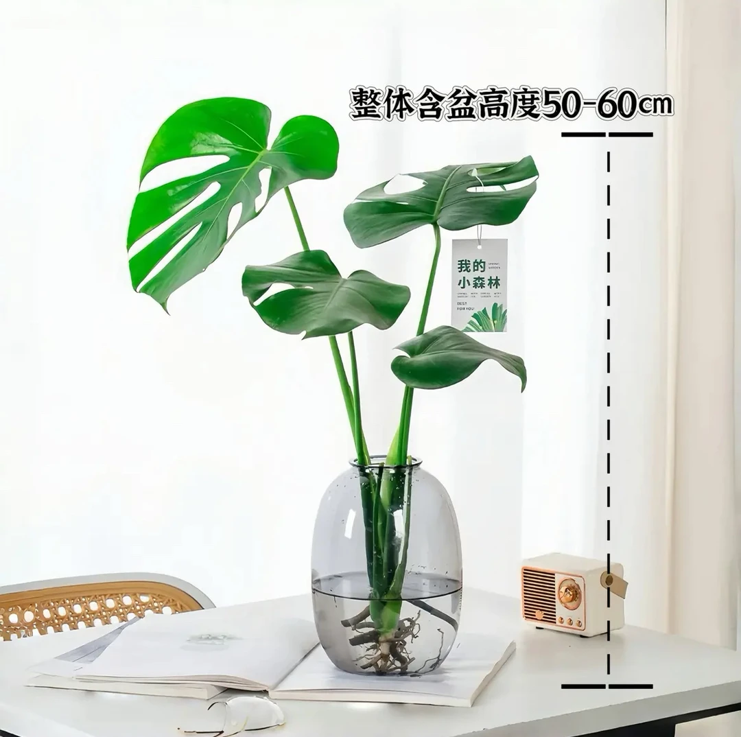 水培龟背竹带瓶办公室绿植盆栽观叶植物客厅卧室观赏水养植物