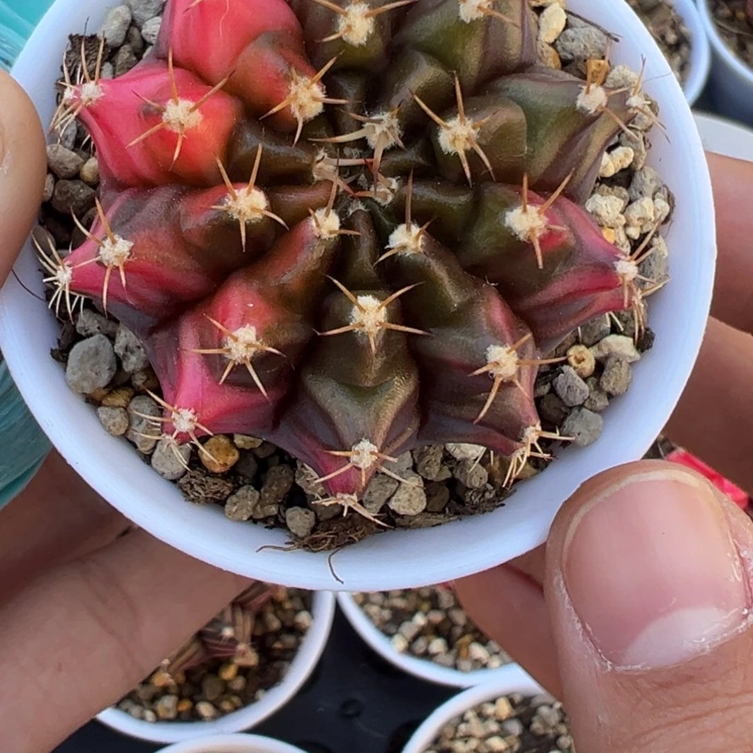 548 好看的米哈冲冲冲