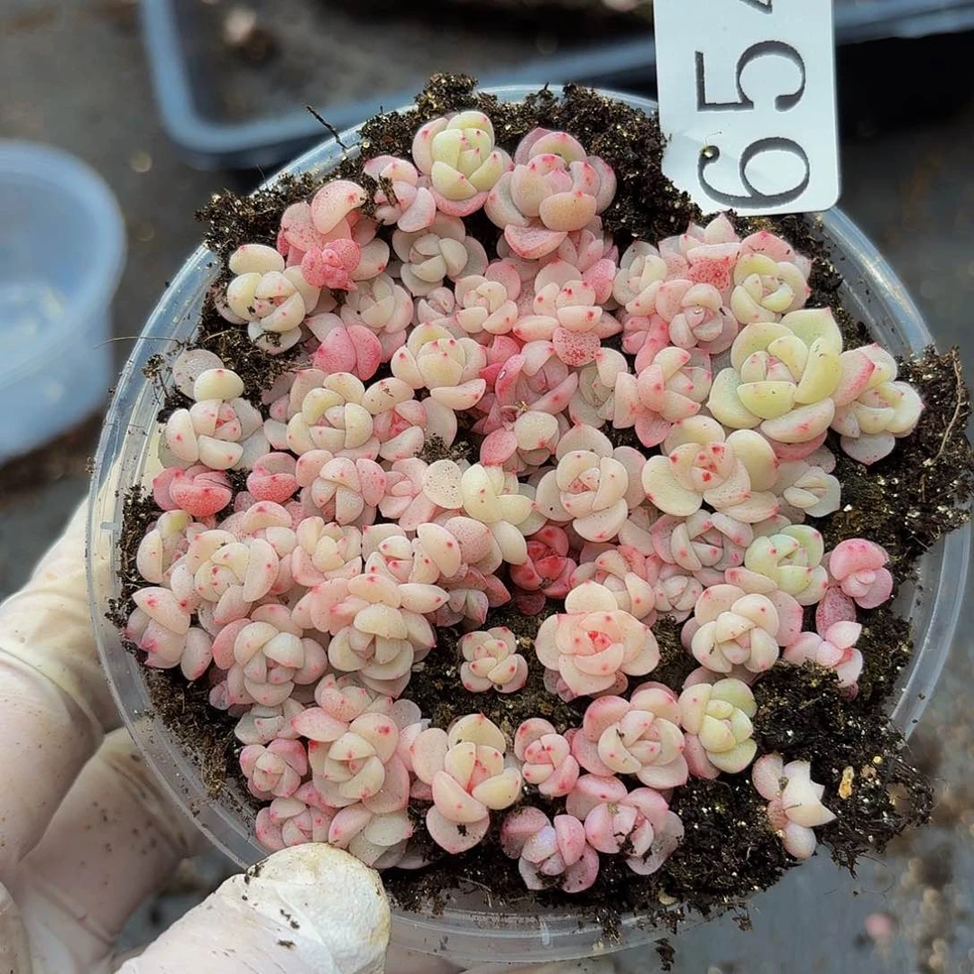 多肉植物多肉植物654