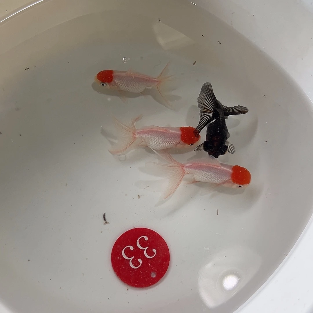 传***龙海水33号加一条黑蝶20
