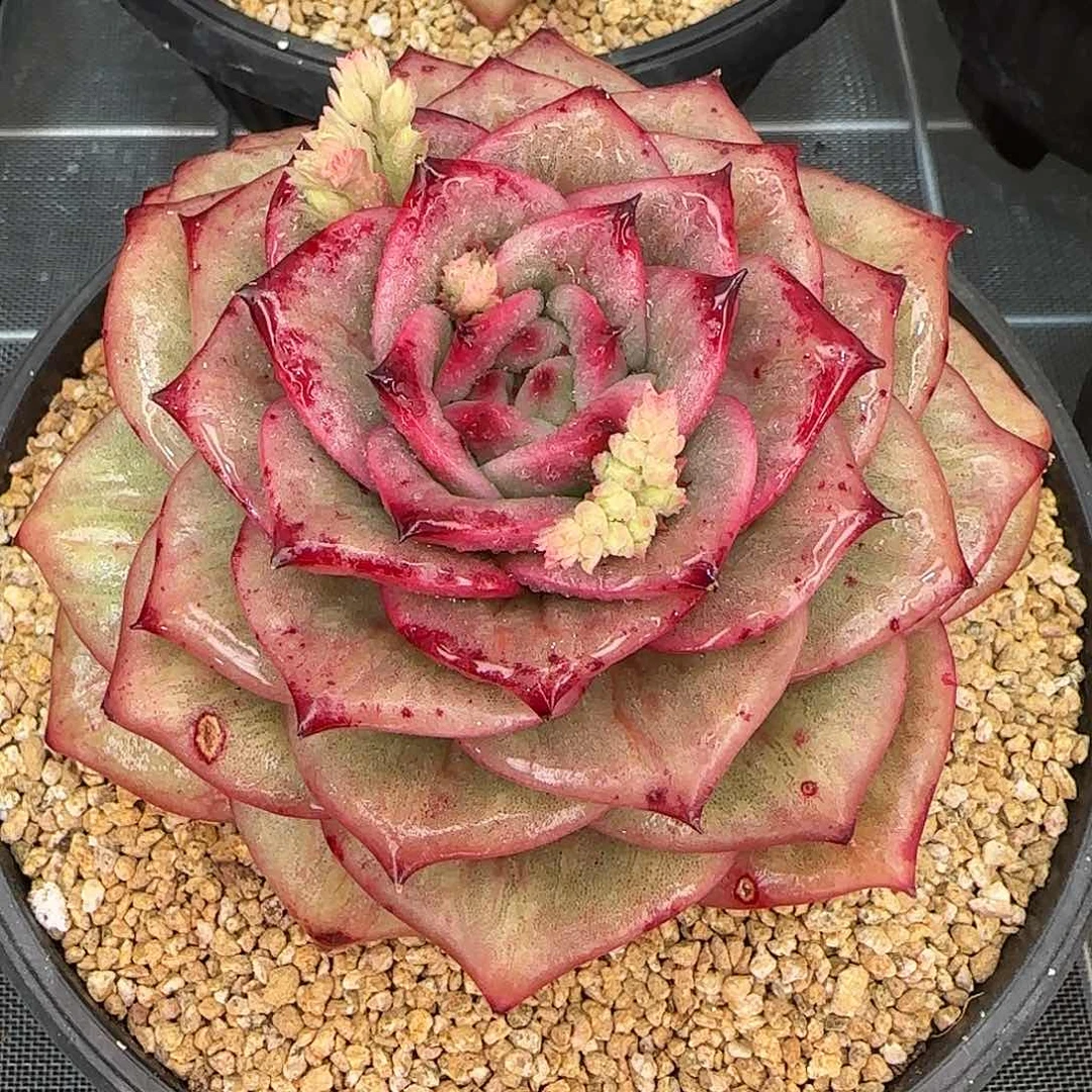 从前慢花园精选蔷薇