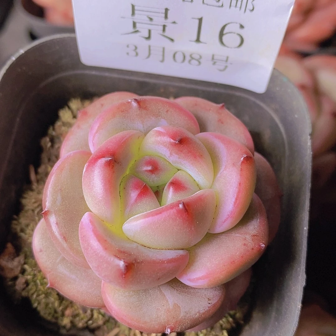 【闪购商品】I云16号香奈儿