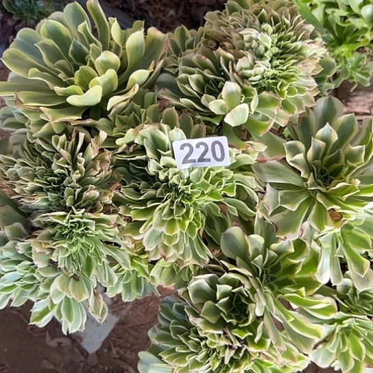 婉***儿多肉植物一个绿豆沙