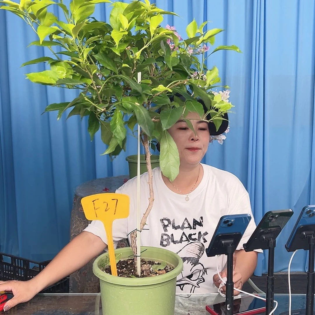 当前无花栽培后可以开花F27金夫人