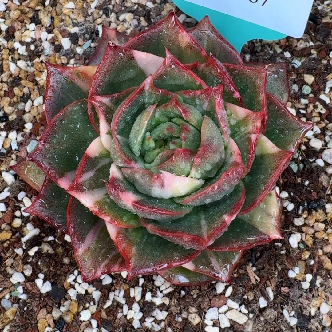 从前慢多肉精选编号1230.87