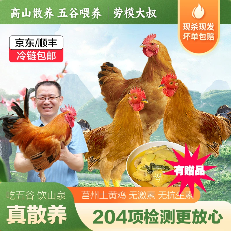 【拍1发4】5个月土黄鸡童子鸡仔公鸡高山散养单只1.6-2.5斤