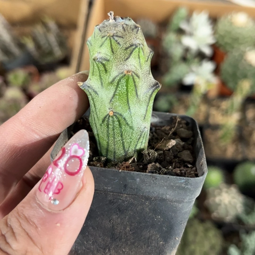 普西利菊单头发货有根