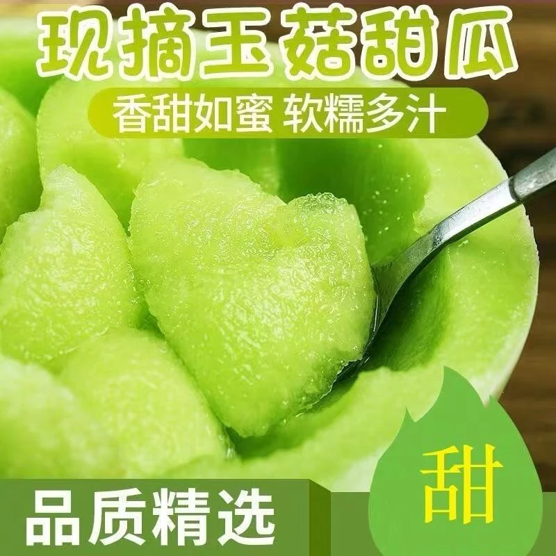 【山东正宗】冰淇淋玉菇甜瓜新鲜应季水果现摘奶香蜜瓜产地批发