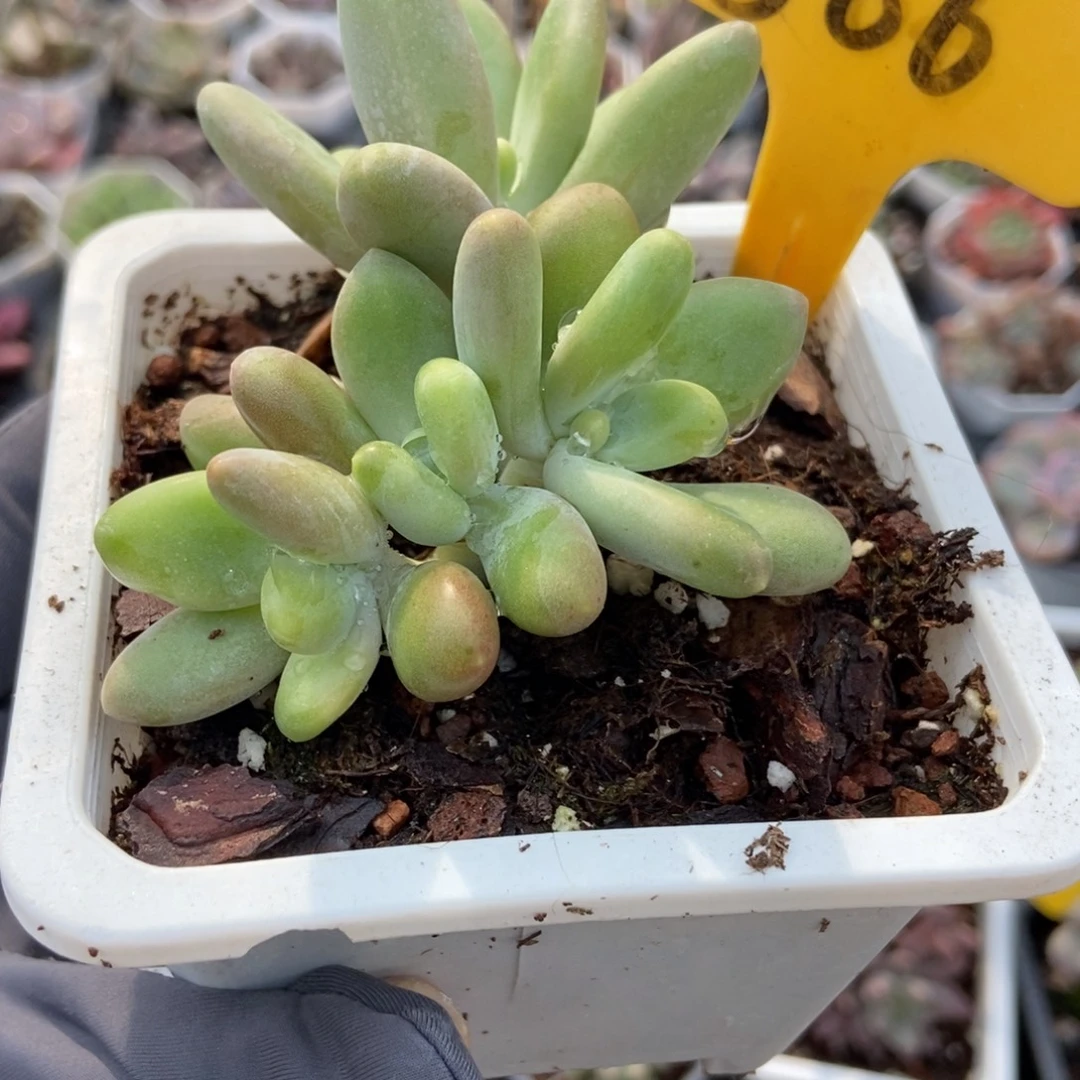 566芒果奶多肉植物