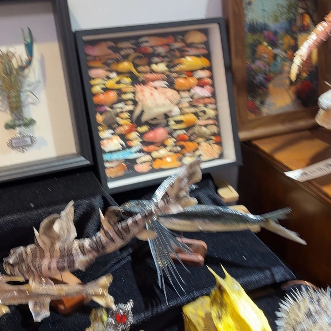 贝壳手串/手链真实螃蟹蟹钳组合装