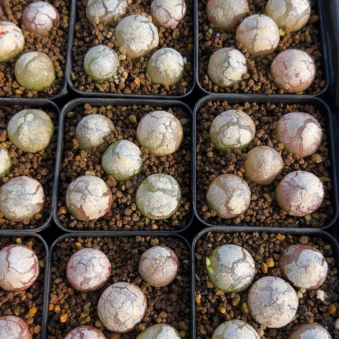 0000量拍灯泡2颗尺寸不低于1.5脱土发