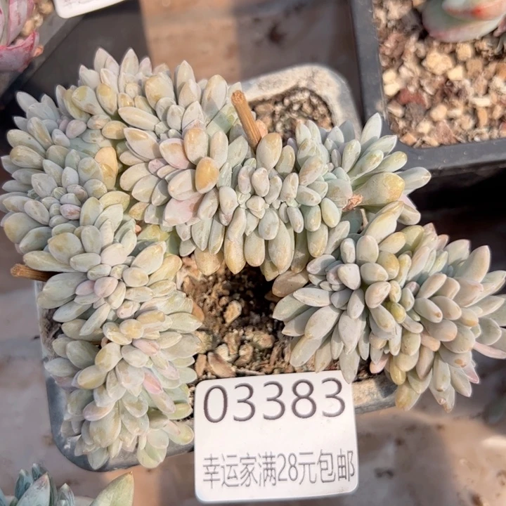 幸运的是我的朋友们