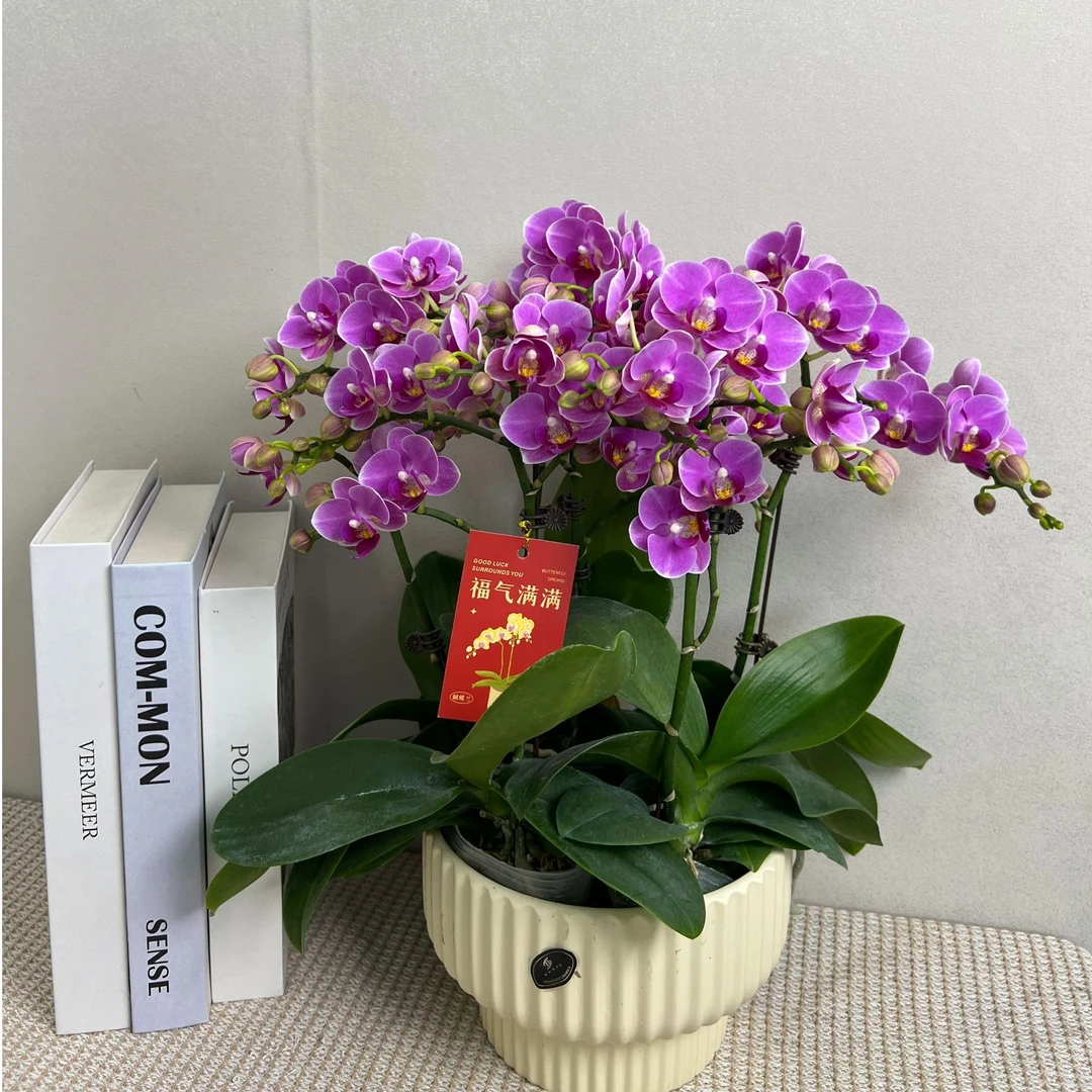 组盆《汤圆》精致蝴蝶兰 带花带苞 基地直发