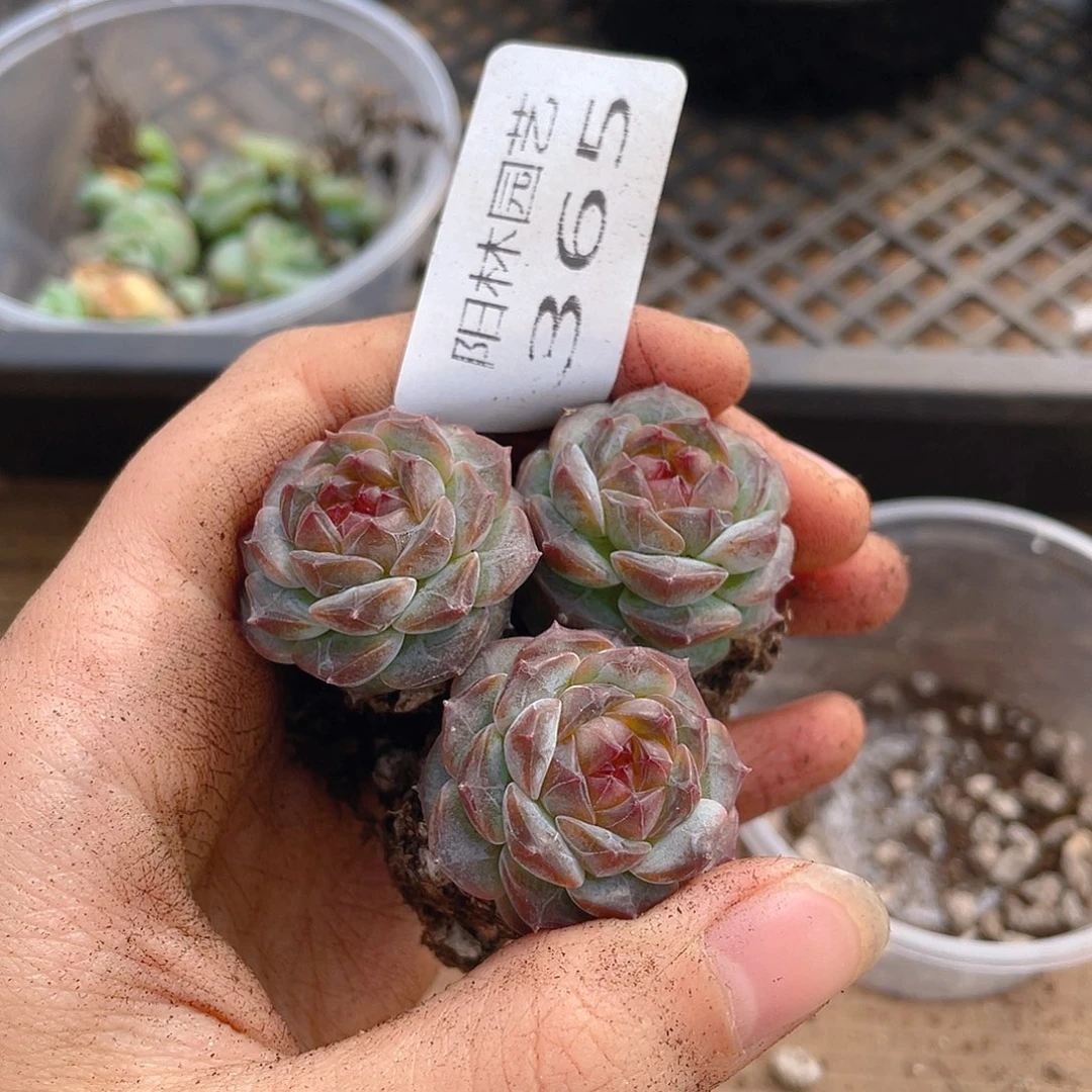 多肉植物多肉植物365