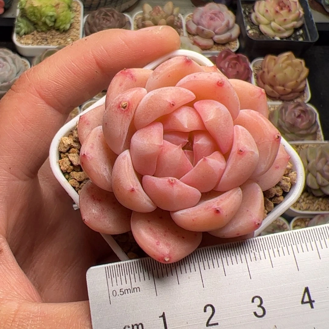 747 多肉植物组合盆栽