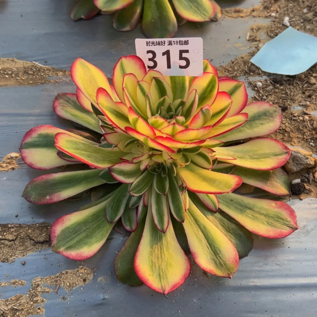 315荔枝多肉植物