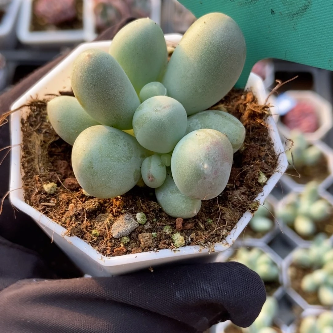 1533米可奶多肉植物