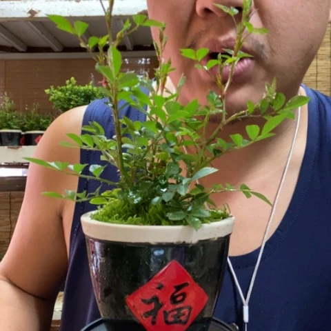 红陶子*一物一拍所见即所得1