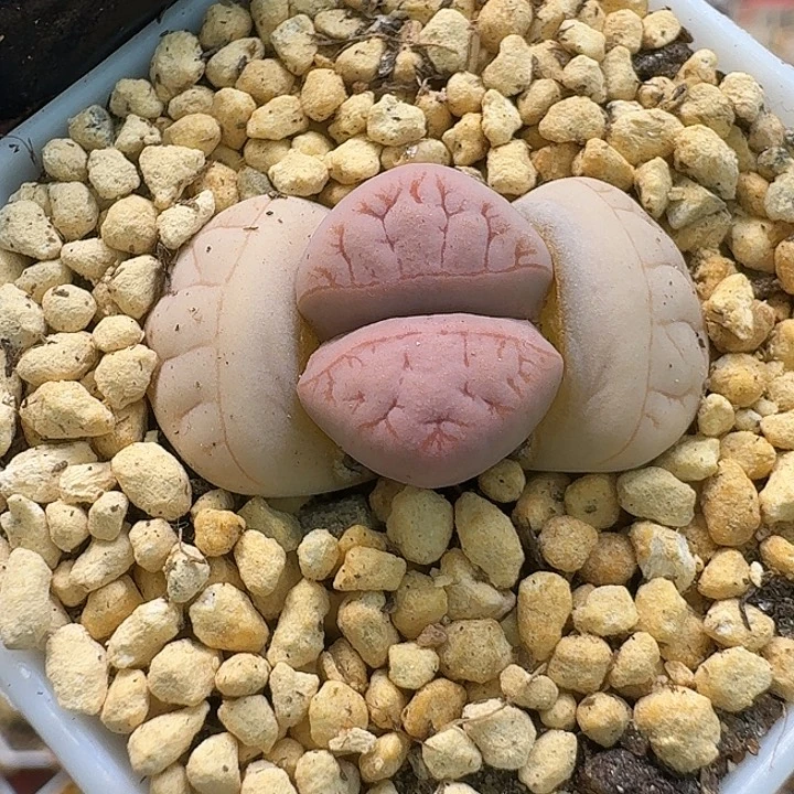 荒玉2:：：//。   236号