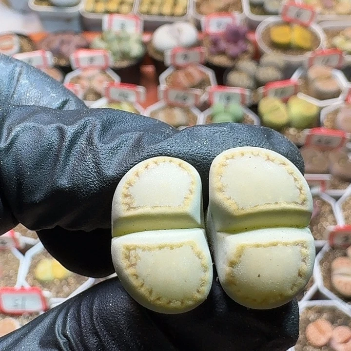 树生石花233:，生。 26