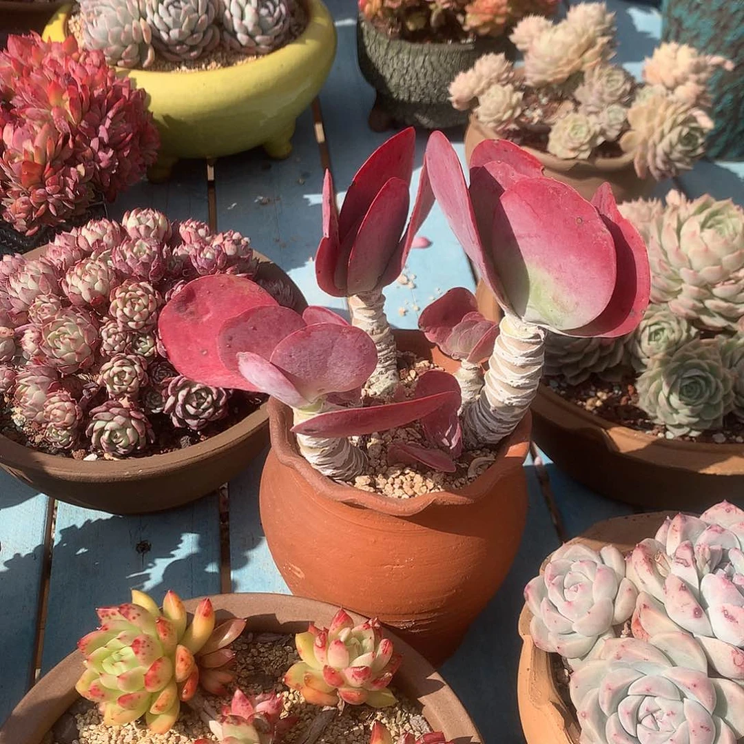 夜*黎唐印多肉植物脱土