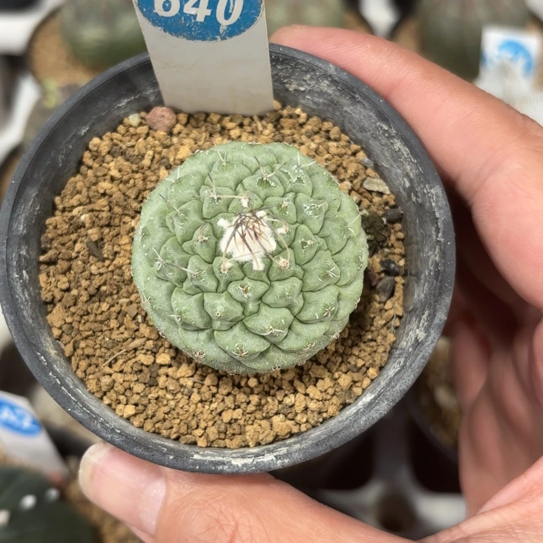640实生菊水带盆带土发货