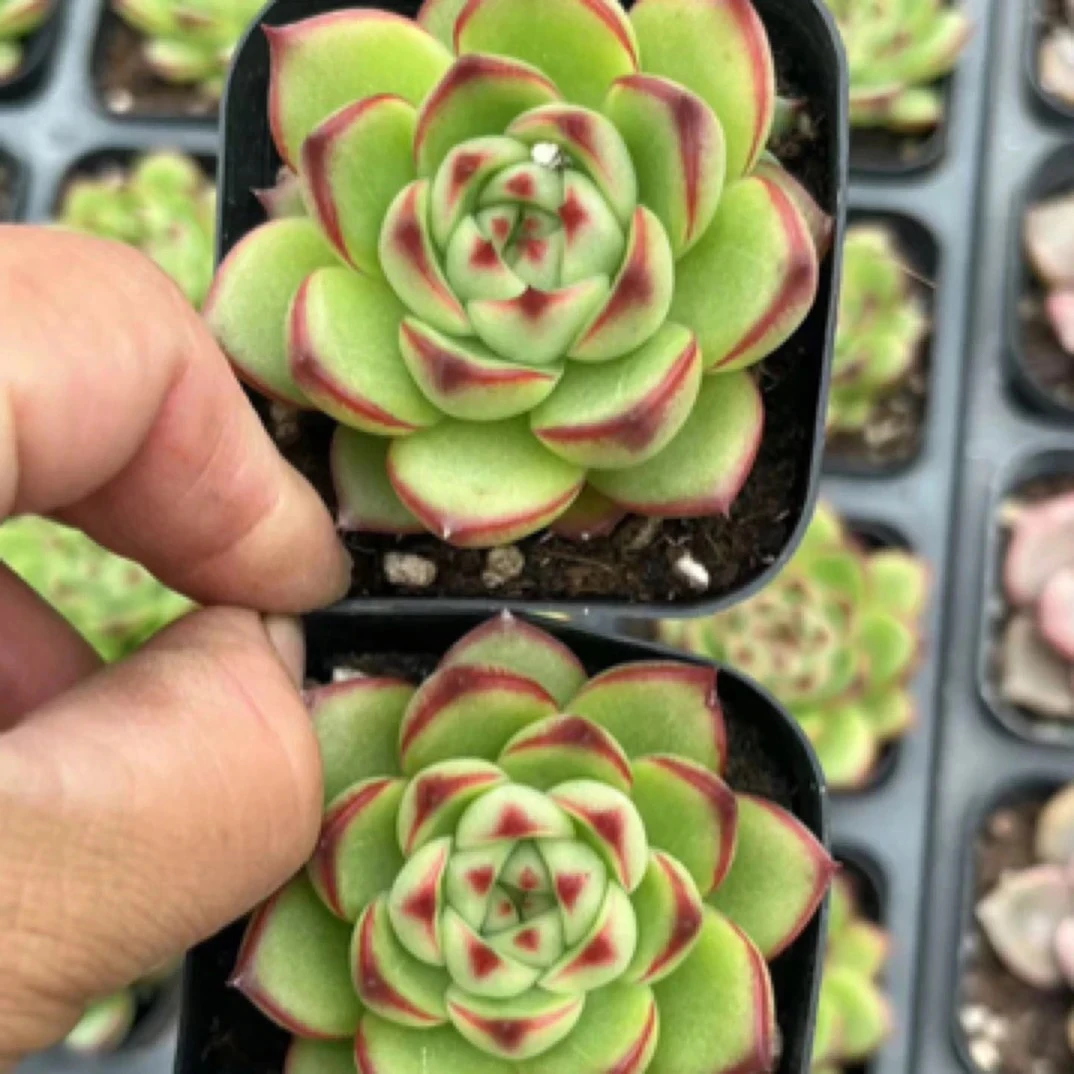 （满9.99包邮）月亮石 4-5cm图片仅参考 多肉以主播为准