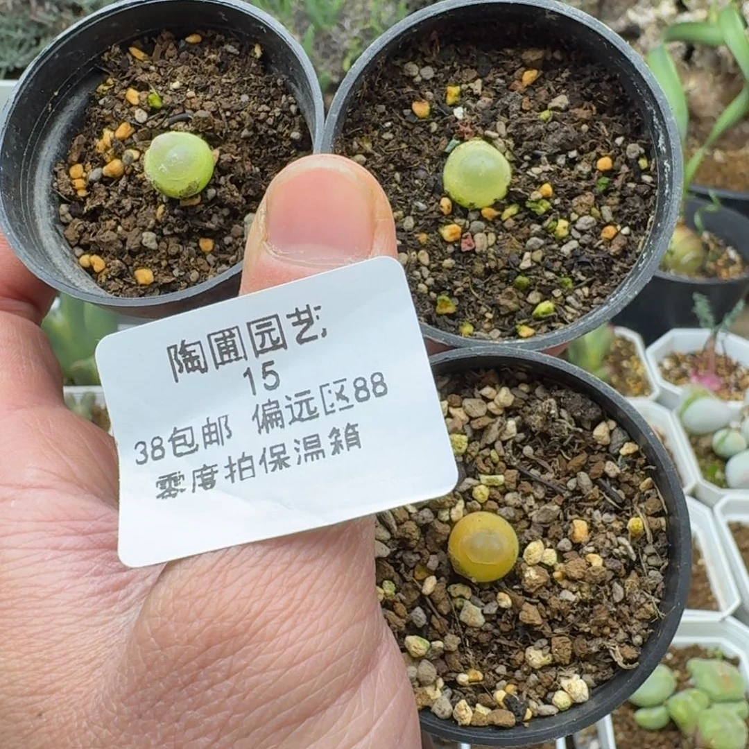 15号三个拉登多肉。