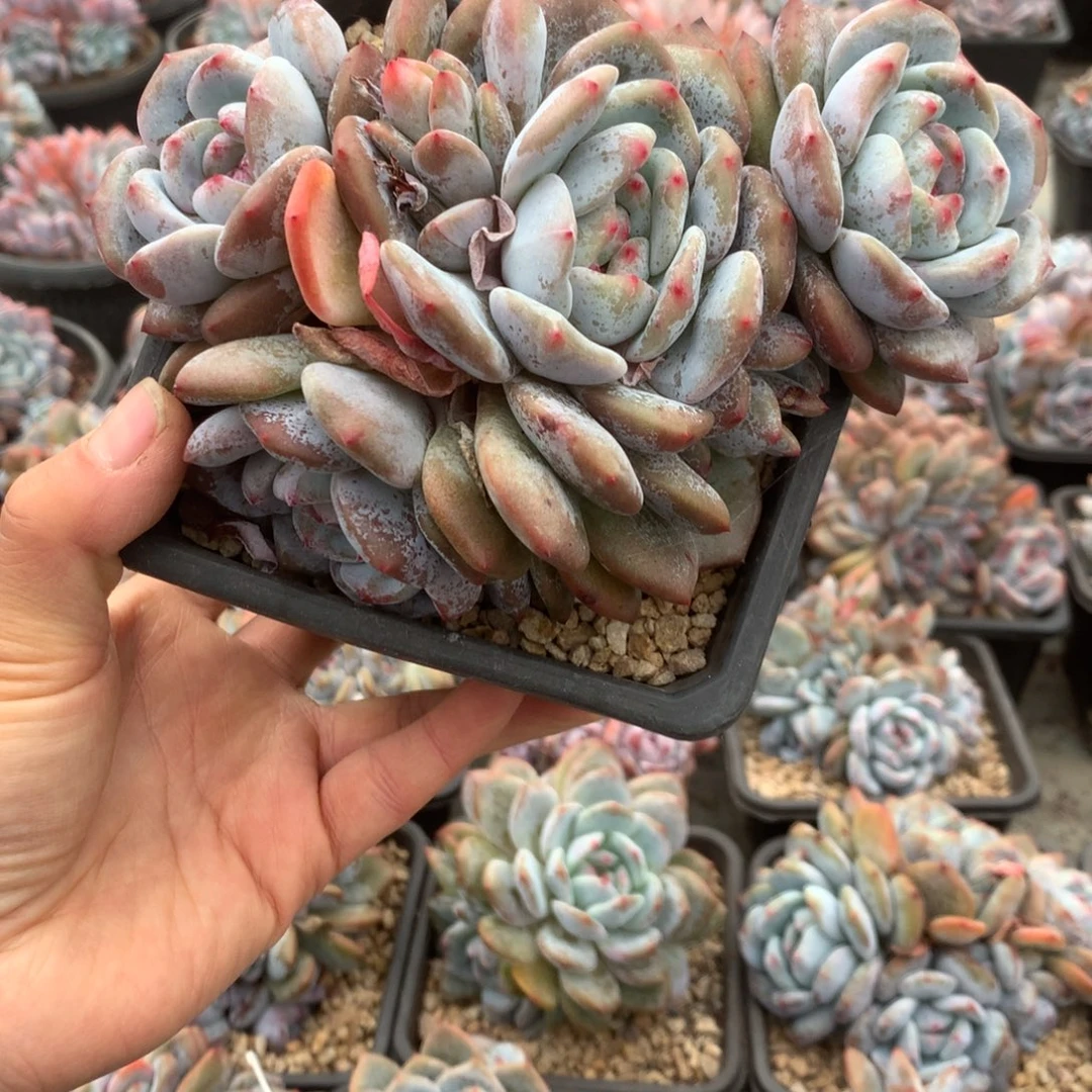 无花朵哈哈哈哈哈哈哈哈哈10