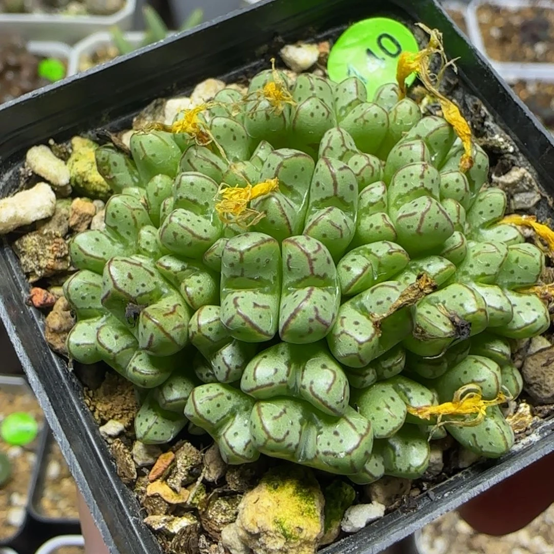 漂漂亮亮多肉植物140