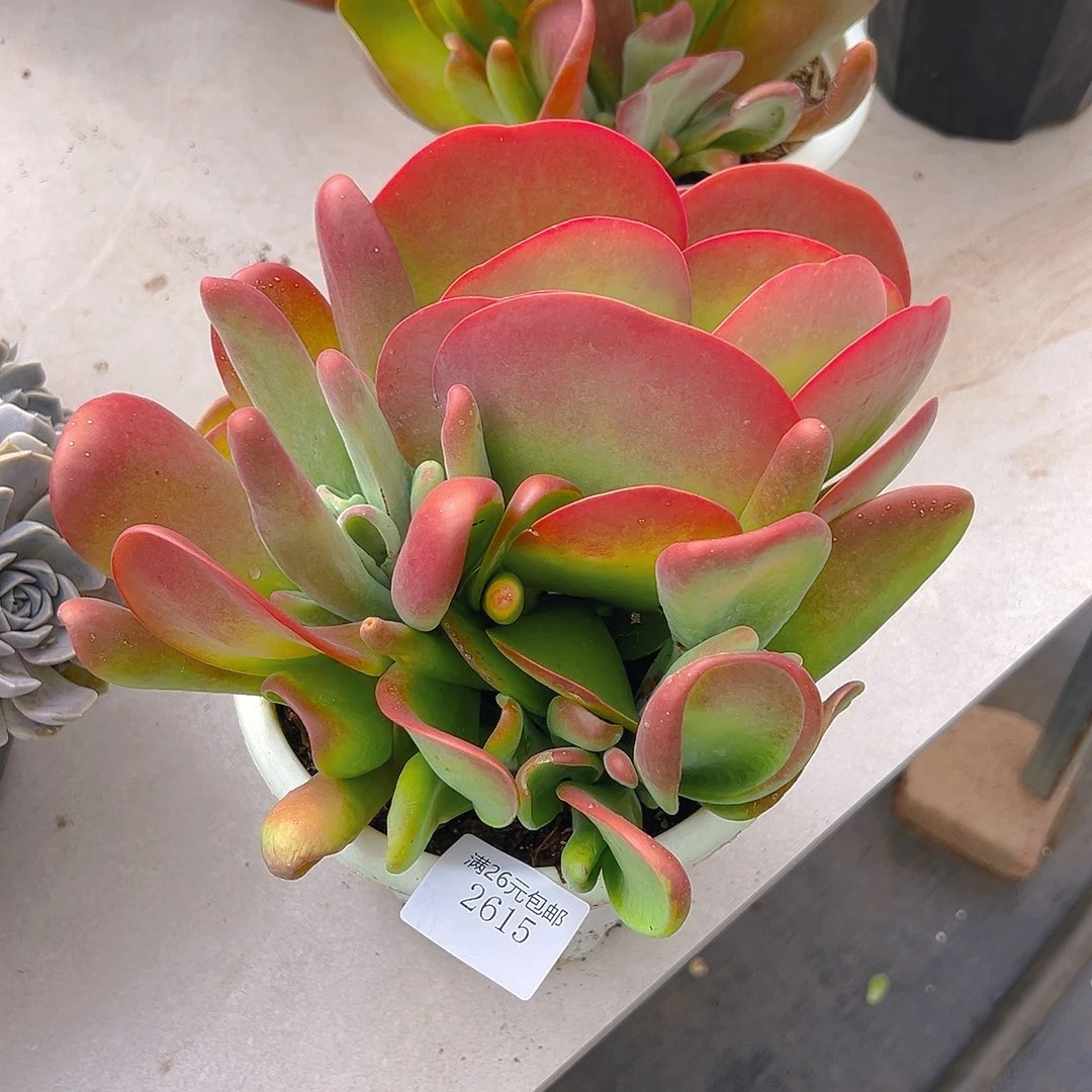 晨***馨2615火狐狸多肉植物