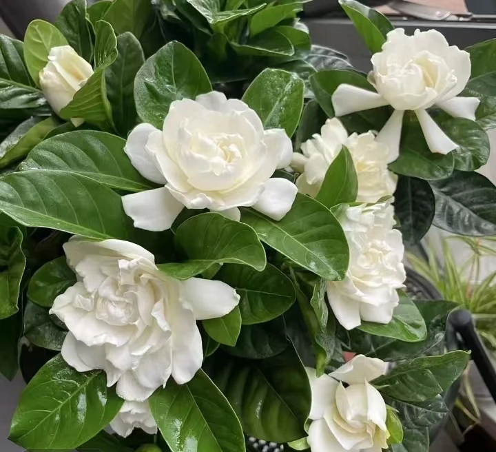 四季栀子花浓香型(盆栽地栽)新手易养