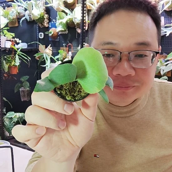 黄月鹿角蕨孢子苗352