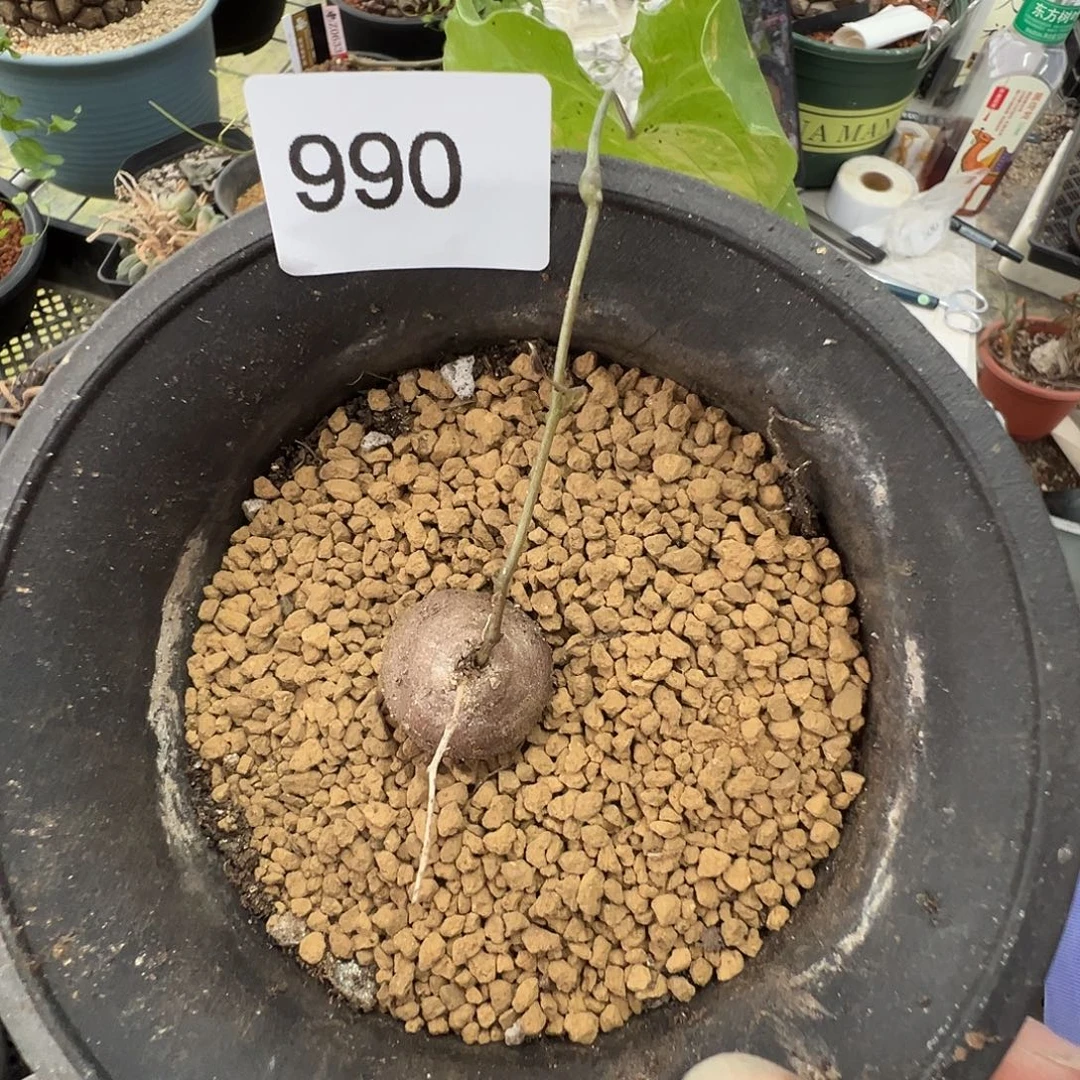 多肉植物专拍植物不退换 一物一拍 990