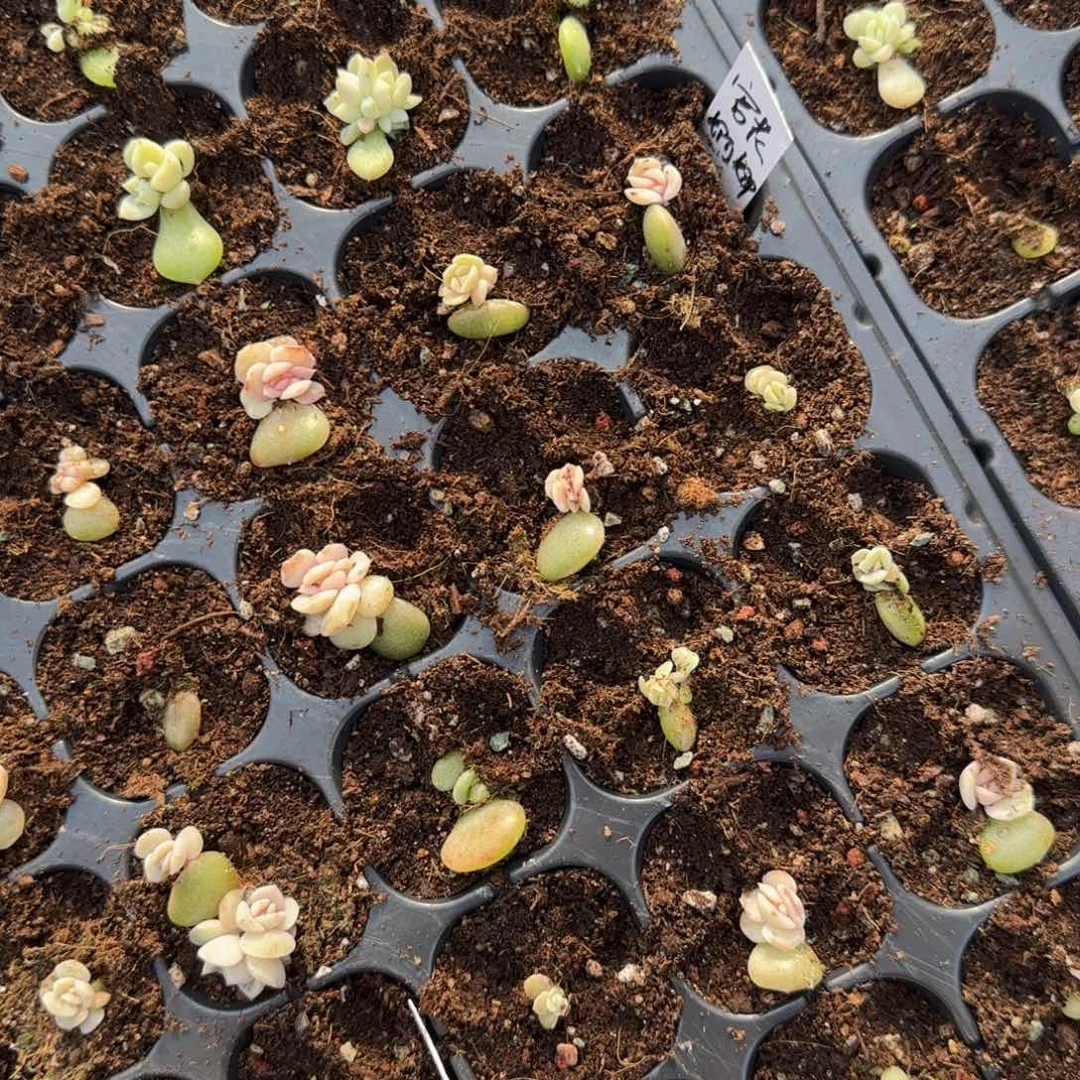 宫花婀娜穴一个满25包邮