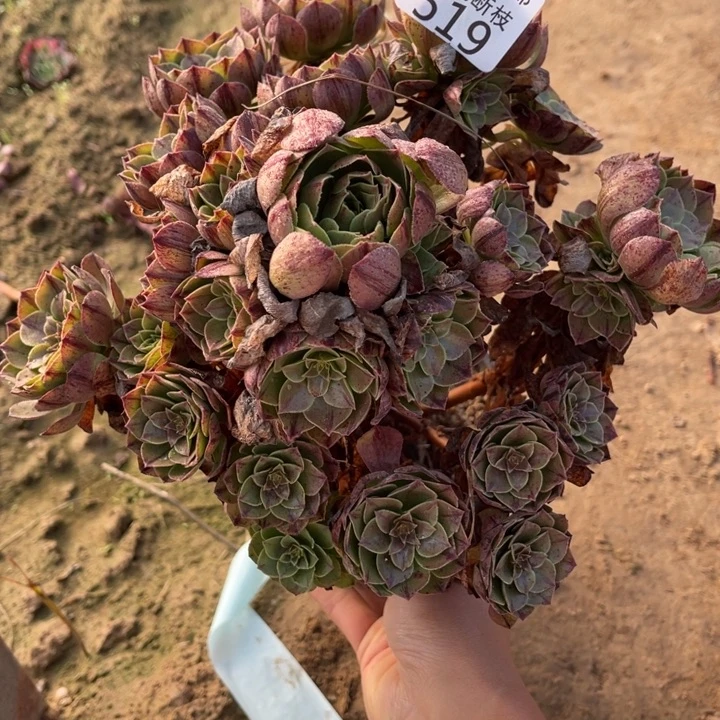 519万拉丝手捧3号棚