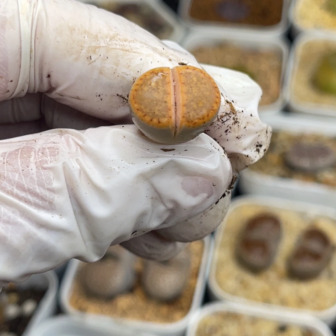 多肉植物一物一拍32