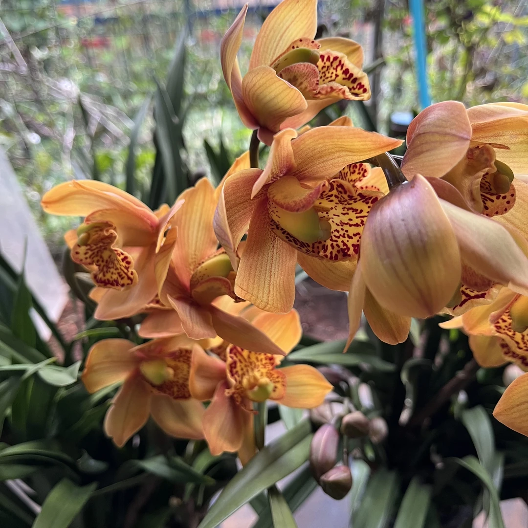 【马吉利卡】大花蕙兰高级色年宵花室内盆栽